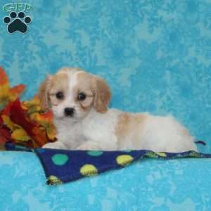 Peaches, Cavachon Puppy